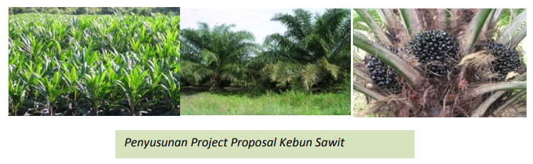 Penyusunan Project Proposal Kebun Sawit